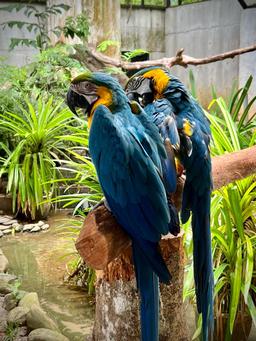 Langkawi 3D2N